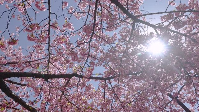 The sun shines through the pink kawazu cherry tree blossoms swaying in the wind.