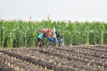 Traditional workers transport harvested corn stuffed in purple sacks on motorbikes in a vast corn...