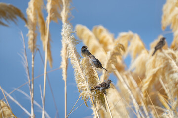House sparrow resting on stem of pampas grass flower.