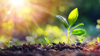 Green sprout growing in the morning sunlight. Beautiful nature background. - obrazy, fototapety, plakaty