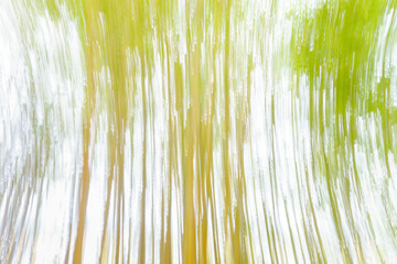 Nature abstract images of bamboo
