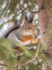 The squirrel with nut sits on tree in the winter or late autumn