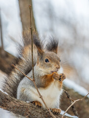 The squirrel with nut sits on tree in the winter or late autumn