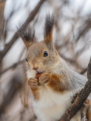 The squirrel with nut sits on tree in the winter or late autumn