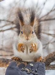 Naklejka na ściany i meble Squirrel eats nuts from a man's hand. Caring for animals in winter or autumn.