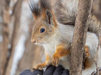 Fototapeta premium The squirrel sits on a branches without leaves in the winter or autumn
