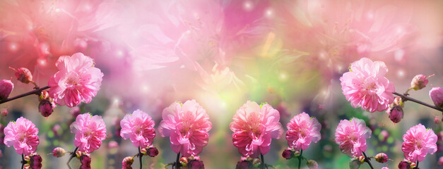 Dreamy spring banner with colorful cherry blossoms, pastel coloring, spring sunny day. Springtime...