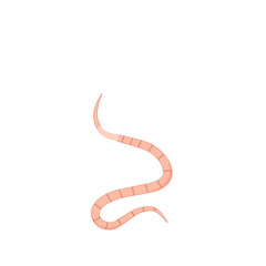 Roundworm Vector Illustration 