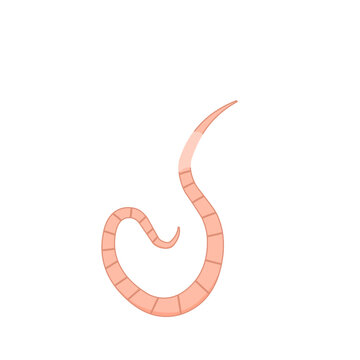 Roundworm Vector Illustration 