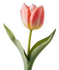 tulips isolated on transparent background