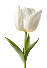 tulips isolated on transparent background