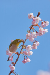 晴れた春の日の初御代桜とメジロ