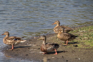 Ducks On The Beach, Pylypow Wetlands, Edmonton, Alberta