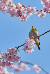 晴れた春の日の初御代桜とメジロ