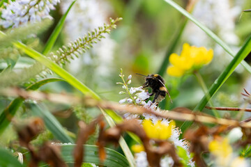 Bumble-bee gathering pollen on wildflowers