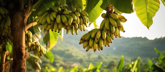 Fresh bananas on a banana tree in a rural area. - obrazy, fototapety, plakaty