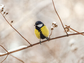 Fototapeta premium Cute bird Great tit, songbird sitting on a branch without leaves in the autumn or winter.
