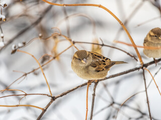 Sparrow sits on a branch without leaves.