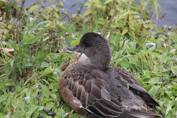 Duck Resting On The Grass, William Hawrelak Park, Edmonton, Alberta