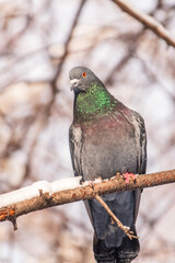 The fat pigeon sitting on a branch.