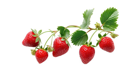 Fresh Strawberries on Branch Isolated on Transparent Background. cut out. PNG