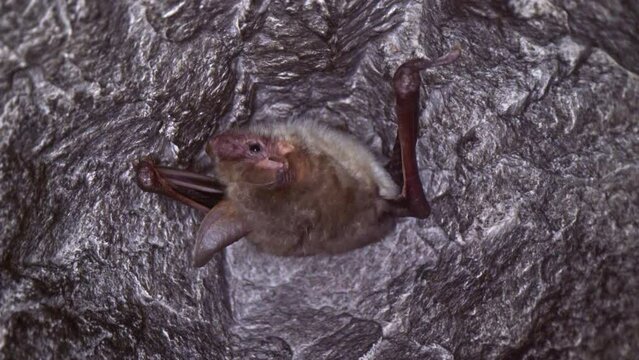 Close up strange animal Greater mouse-eared bat Myotis myotis hanging upside down in the hole of the mine looking around just after hibernating. Creative wildlife take.