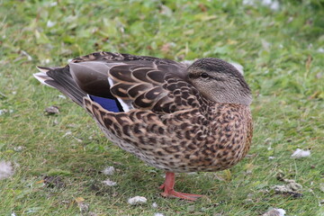 Mallard Resting, William Hawrelak Park, Edmonton, Alberta