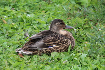 Mallard On The Grass, William Hawrelak Park, Edmonton, Alberta