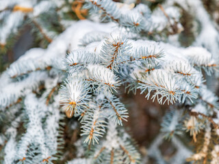 Green fir branches in winter covered with snow