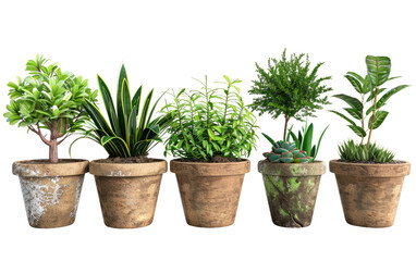 Indoor Plants isolated on transparent Background