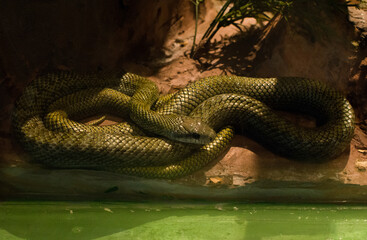 Snake exhibit in the terrarium at Siam Serpentarium (snake museum)