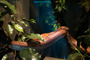 Snake in the terrarium.