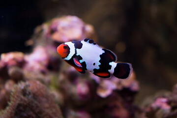 Black ice Snowflake clownfish (Amphiprioninae) swimming in the underwater at aquarium.