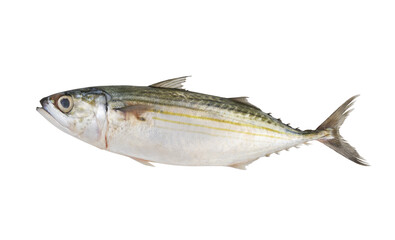 Fresh Indian mackerel isolated on white background, Rastrelliger kanagurta.	