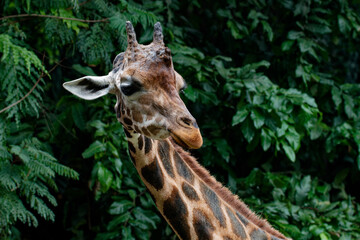 Portrait of a giraffe (Giraffa camelopardalis)