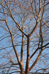 Phaya suae flower or sakura flower in Thailand