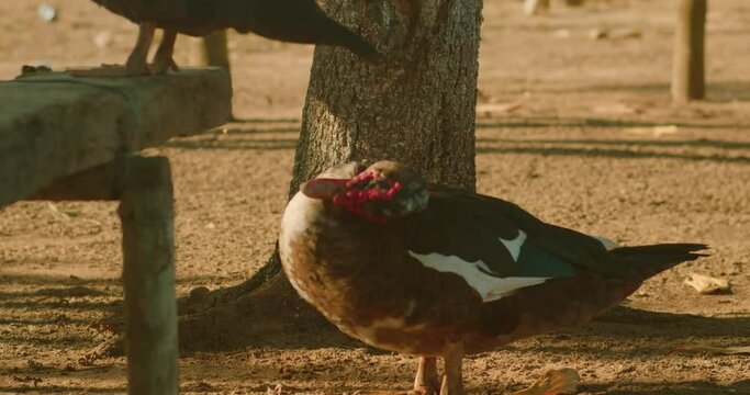 Muscovy duck strolling in Arauca, Colombia park at dusk, warm lighting