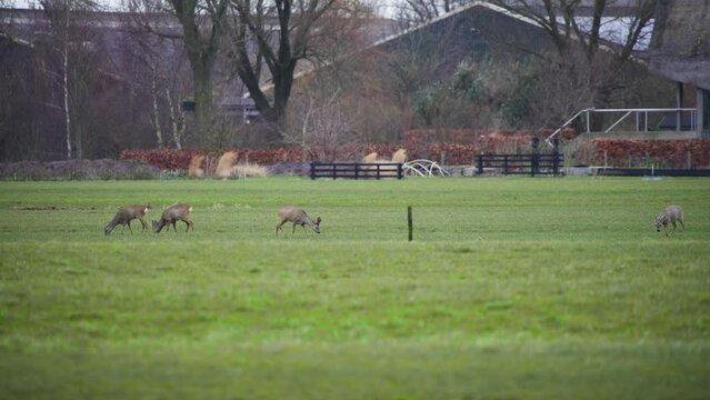 Roe deer herd grazing in grassy meadow pasture near wooden farm fence.