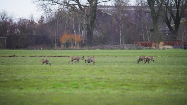 Herd of roe deer grazing in grass field in city park in Netherlands.