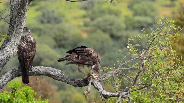 Male and female Bonelli's eagle eating a rabbit in a tree. Aquila fasciata