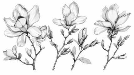 Hand drawn botanical illustrations. Magnolia flower drawings in black and white with line art on white backgrounds.