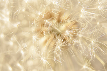 abstract dandelion head background