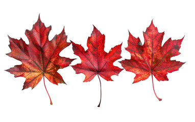 Naklejka na ściany i meble Crimson Maple Leaves isolated on transparent Background