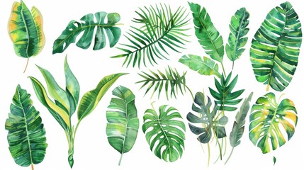 Detailed watercolor illustration of tropical plants - obrazy, fototapety, plakaty
