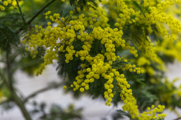 yellow flowers in the garden