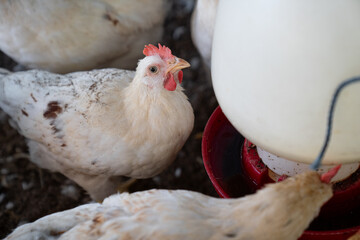 Healthy Broiler Chicken