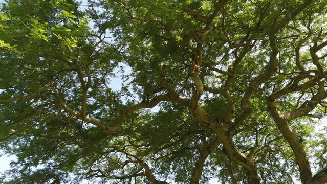 Aerial view under a Leopard in a tree, sunny day in African Savanna - Panthera pardus