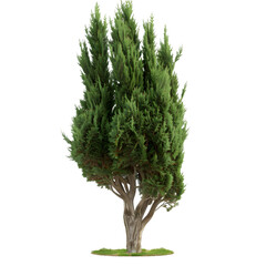 Cypress tree on isolated background