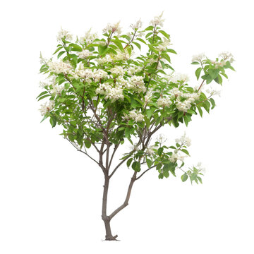 Elder tree on isolated background