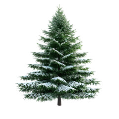 Fir tree on isolated background